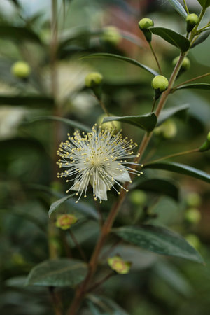 beautiful flowers with maximum detail photographed with natural lightの写真素材