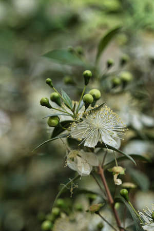 beautiful flowers with maximum detail photographed with natural lightの写真素材