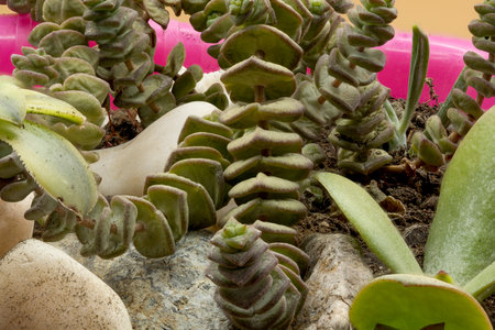 Small plant in pot succulents or cactus isolated on white background by front viewの写真素材
