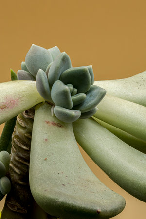 beautiful macro photos of plants in window boxesの写真素材