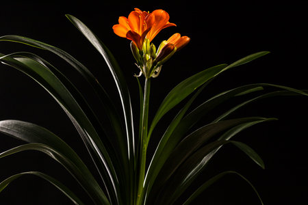 beautiful macro photography of flowers on black background
