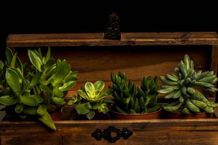macro shots of succulent flowers on a black background