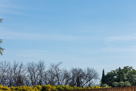 Trees and blue sky in the city park. Natural background.の写真素材