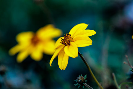 Beautiful yellow flowers in the garden. Selective focus and shallow depth of field.の写真素材
