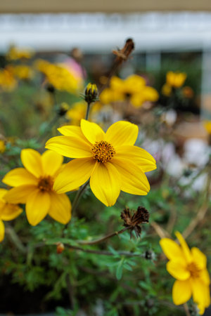 Yellow flowers in the garden. Selective focus and shallow depth of field.