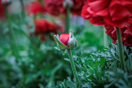 Beautiful red ranunculus flowers in the garden, shallow depth of fieldの写真素材