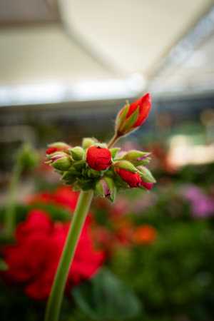 Red geranium flowers in greenhouse, selective focus, shallow DOF.