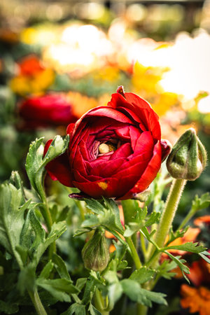 Beautiful red ranunculus flower in the garden, stock photo
