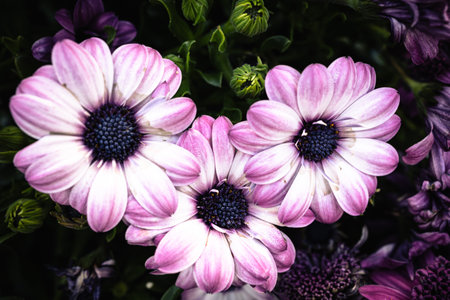 Close up of pink and white African daisy flowers in full bloom