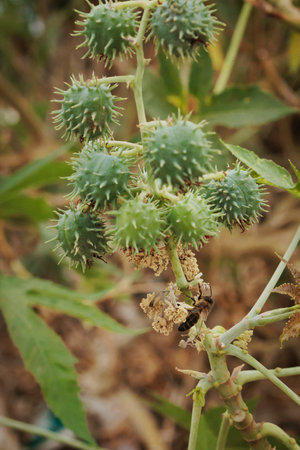 Honey bee is gathering pollen from a castor bean plant growing in an agricultural fieldの写真素材