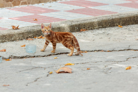 Small ginger kitten walking on a sidewalk, with an empty plastic container in the backgroundの写真素材