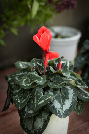 Close-up of a blooming cyclamen plant, featuring vibrant red flowers emerging from a cluster of heart-shaped green leaves with intricate silvery patternsの写真素材
