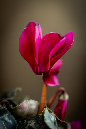 Close-up of a vibrant pink cyclamen flower in full bloom, showing its delicate petals and graceful form against a soft brown backdropの写真素材