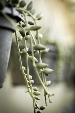 Close-up of a senecio herreianus string of tears plant cascading from a hanging pot, its delicate,...