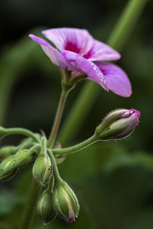 Close-up of a purple geranium flower blooming, showing its delicate petals and vibrant color amidst...