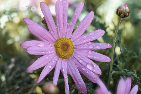 Close-up of a pink daisy flower covered in sparkling raindrops, growing in a vibrant gardenの写真素材