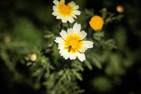 Hoverfly is gathering pollen on a delicate white and yellow crown daisy flower in a vibrant spring...