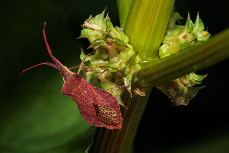 Close-up of a dock bug clinging to the stem of a green plant, showing its vibrant colors and intricate detailsの写真素材