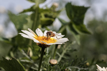 Insect delicately extracting pollen from a white daisy flower, showcasing the beauty of pollination...