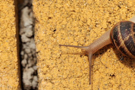 Brown snail crawling on a yellow brick wall, exploring its surroundings on a sunny dayの写真素材