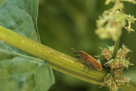 Close-up of a gold-dust weevil exploring a green plant in nature