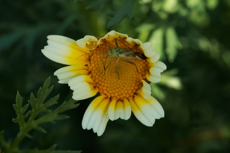 Close-up of a tiny green insect delicately exploring the vibrant center of a white and yellow daisy...