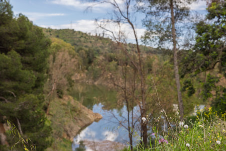 Wildflowers growing on a hill in the foreground overlooking a scenic lake and forestの写真素材