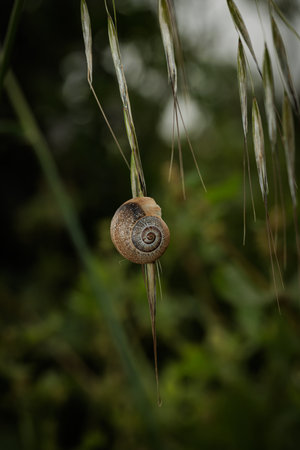 Brown snail hanging on a blade of grass in a natural environmentの写真素材