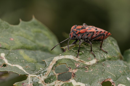 Close-up of a vibrant red and black ground bug traversing a partially eaten green leaf, showing the...