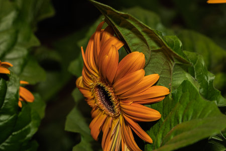 Close-up of a beautiful orange gerbera daisy with a dark center, surrounded by green leaves, capturing the essence of nature's beautyの写真素材