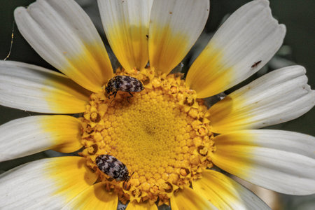 Two beetles are exploring a vibrant daisy flower, showing the beauty of nature and insect lifeの写真素材