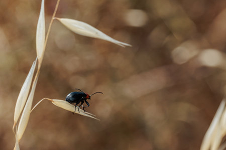 Close-up of a black and red beetle navigating a dry grass seed head, showing the delicate balance of natureの写真素材