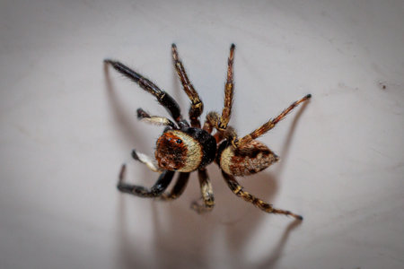 Macro photography of colorful jumping spider sitting on white surface