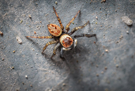 Macro close-up of a jumping spider showing its hairy legs and large eyesの写真素材