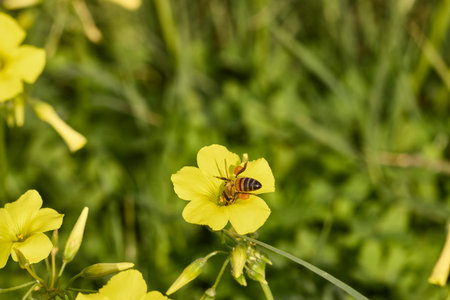 Honey bee working on a common yellow woodsorrel flower, gathering pollen
