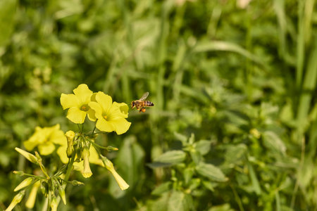 Honey bee flying towards yellow flower with pollen on its legs, pollinating meadow