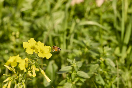 Honey bee flying from a yellow flower, actively pollinating in a green garden