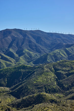 Wind farm and olive groves covering green mountain landscape under clear blue sky