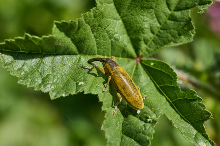 Weevil beetle standing on a green plant leaf in bright daylight