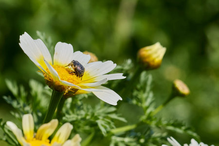 Beetle pollinating a white flower during spring on a sunny day