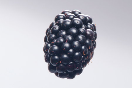 Fresh sweet blackberry fruit. Single studio Shoot.の写真素材