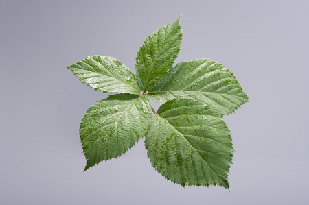 Leaves of sweet blackberry fruit. Single studio Shoot.の写真素材