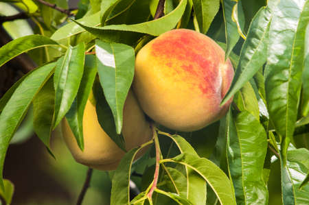 Ripe peach fruits on the tree in garden.の写真素材