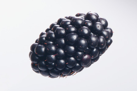 Fresh sweet blackberry fruit. Single studio Shoot.の写真素材