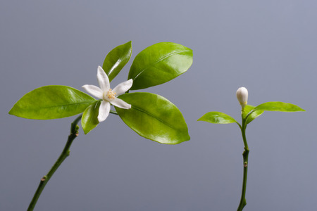 Beautiful blooming Tangerine Mandarin Flower on gray background. Studio shoot.の写真素材