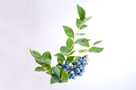 Group of blueberries with leaves on a branch. Studio shoot.の写真素材