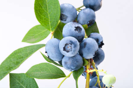 Group of blueberries with leaves on a branch. Studio shoot.の写真素材