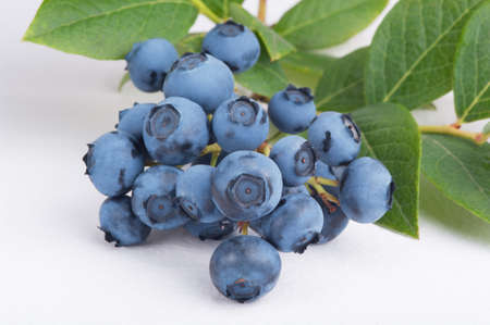 Group of blueberries with leaves on a branch. Studio shoot.の写真素材