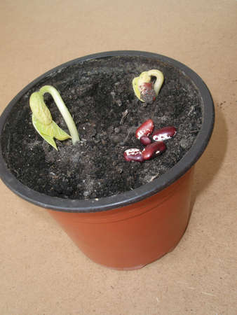 Beans