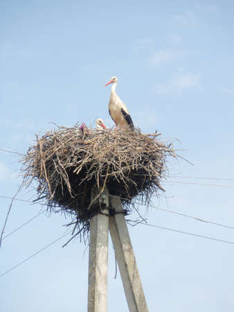Storks